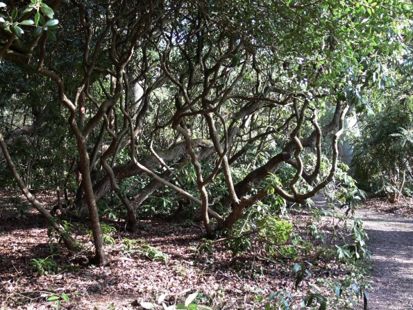 Bois des Moutiers (16) mars 2012